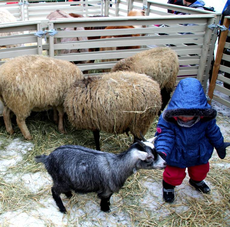Granja con ovejas y cabras durante el Carnaval de Quebec.