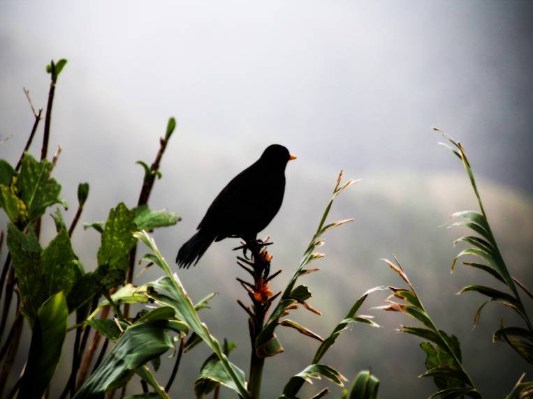 Tres protagonistas de azores: naturaleza, pájaros y niebla.