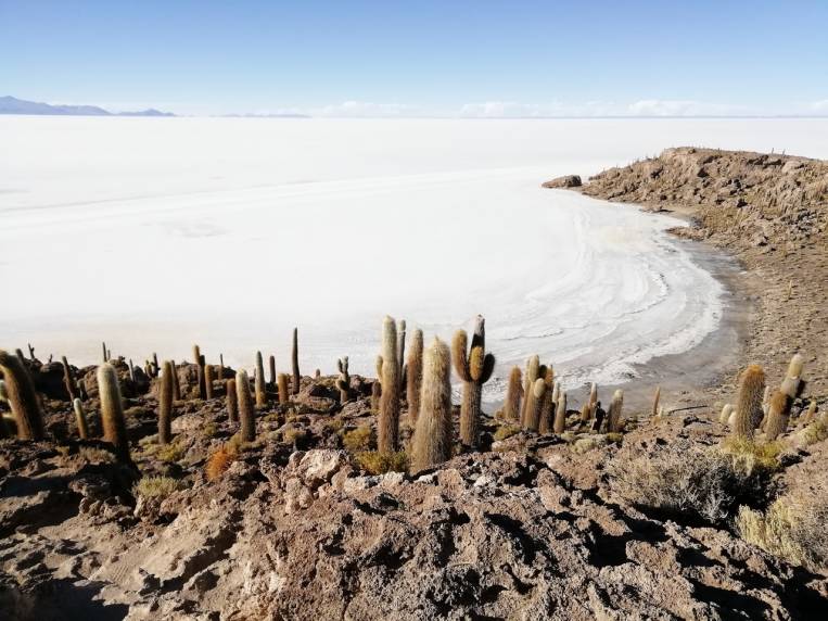 Isla Incahuasi repleta de cactus y de fondo el imponente Salar de Uyuni.